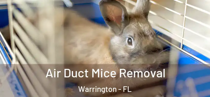 Air Duct Mice Removal Warrington - FL
